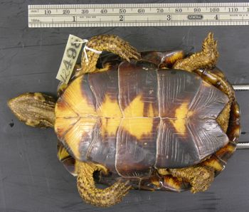 Media type: image; Herpetology R-12498